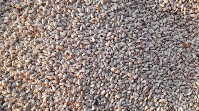 WhatsApp Image 2025-08-15 at 09.12.47_c150ca47